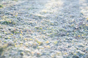 Grass with frost in the winter