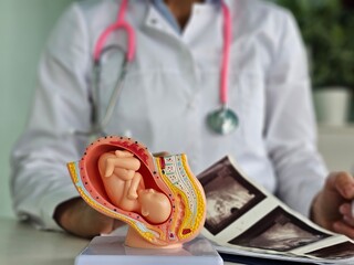 3D model of a fetus used for prenatal education in a medical setting during an ultrasound consultation