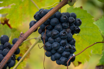 Harvest time on terraced vineyards in Moselle river valley, Germany and Luxembourg, Grauer burbunder or Pinot gris grapes on vine