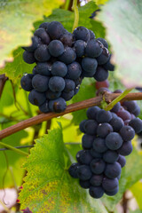 Harvest time on terraced vineyards in Moselle river valley, Germany and Luxembourg, Grauer burbunder or Pinot gris grapes on vine