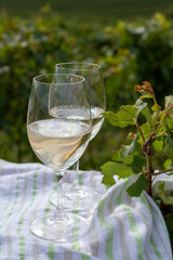 Tasting of grand cru sparkling brut white wine champagne on sunny vineyards of Cote des Blancs near village Cramant and Avize, Champagne, France