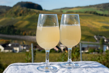 Autumn wine festival in Germany on Moselle river valley, tasting of federweisser young wine, neuer wein fermented freshly pessed auxerrois grape juice, or must. View on terraced vineyards.
