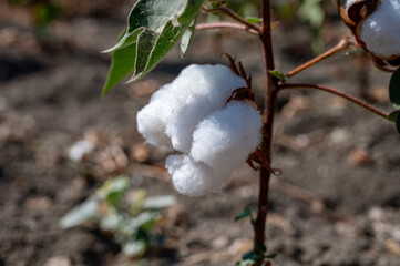 Organic cotton plants field with white open buds ready to harvest near Sevilla, Cordoba, Andalusia,...