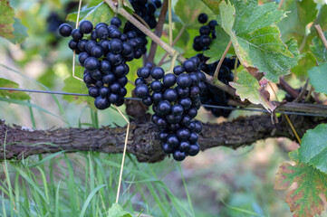 Ripe clusters of pinot meunier or pinot noir grapes at autuimn on champagne vineyards during harvest in September near villages Ludes in Val de Livre, Champange, France