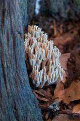 Bright coral-shaped Ramaria fungi growing amidst fallen leaves and bark in woodland