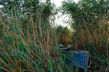 Reeds by the lake
