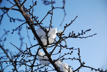 branches against sky