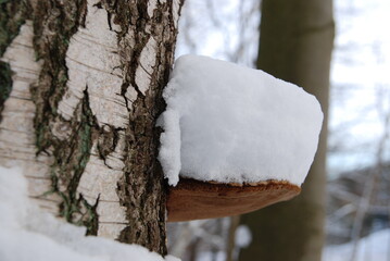 Brzoza w śniegu © Szymon