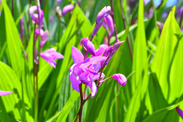 Fototapeta premium シランの花