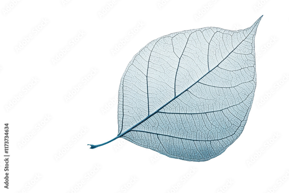 Poster close-up view of a green leaf highlighting intricate vein patterns on a transparent background, show