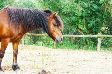 Horse standing in paddock near wooden fence in springtime