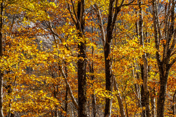 New Hampshire foliage landscape