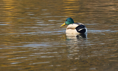 colorful male mallards swimming on the lake, two male mallards on the lake, golden colours on the water surface, yellow golden colours on the lake