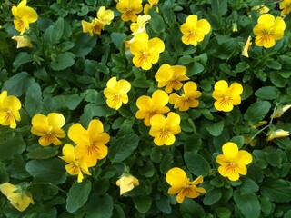 green bush and falling yellow flowers, bright day, nature in big city park, green environment and good life.