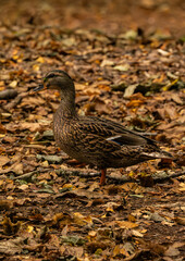 Female Mandarin Duck against Autumn leaves in woodland