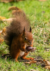 Red Squirrel with Chestnut, low down view