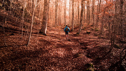 Autumn walk among beech trees and orange leaves in the Gamueta Forest, Linza Refuge, Ansó Valley,...