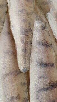 Frozen zander (pike-perch) fish fillet with skin as a background texture. Table spin. Vertical video.