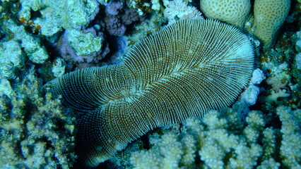 Rough feather coral (Ctenactis echinata) undersea, Red Sea, Egypt, Sharm El Sheikh, Montazah Bay