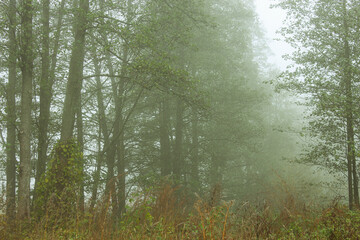 Fototapeta premium foggy morning in the forest
