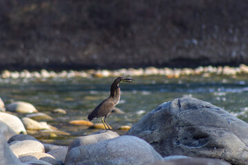 Little egret on the rocks by the river. Shallow depth of field.