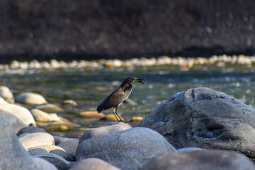 Little egret on the rocks by the river. Shallow depth of field.
