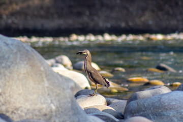 Little egret on the rocks by the river. Shallow depth of field.
