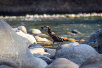 Little egret on the rocks by the river. Shallow depth of field.