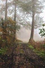 road to the edge of the forest