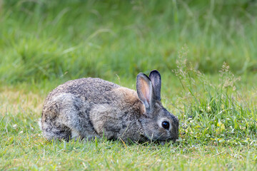 Close up of Wild rabbit, Oryctolagus cuniculus, quietly eating grass with legs under body and upright ears with bright eye focused on photographer and beautiful natural gray-brown coat