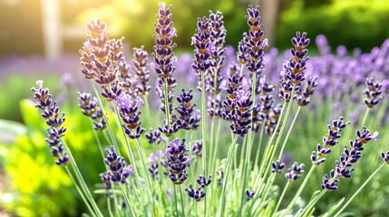 Naklejka premium Vibrant Lavender Flowers in Sunny Garden