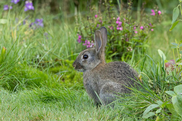 Fototapeta premium Portrait of a wild rabbit, Oryctolagus cuniculus, sitting quietly with ears up and eye contact among long grass against a background of hazy blue purple and pink flowers