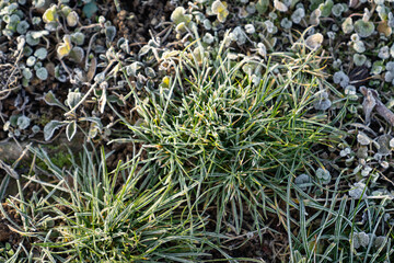 Obraz premium Grass with frost in the winter