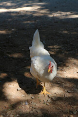 chicken in the farm
