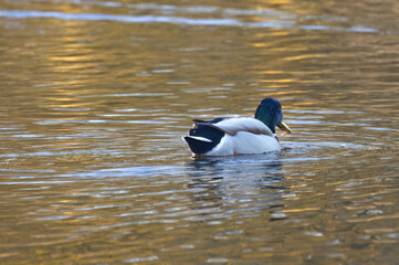 male mallard, swimming bird, morning sun, anas platyrhynchos, blue hour, male ducks, colorful, free, freedom, water bird, wilderness, male, waterfowl, view, sunlight, wavy, morning, lake, animal, bird