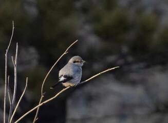 Northern Shrike