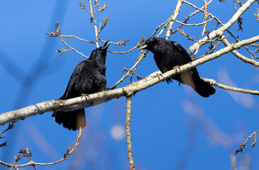 Two raven on a branch with blue background