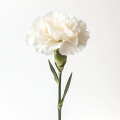 Single White Carnation Flower Isolated On White Background