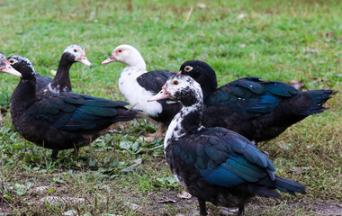 Ducks in the Meadow: Tranquility in Nature, Domestic Birds in a Farmyard
