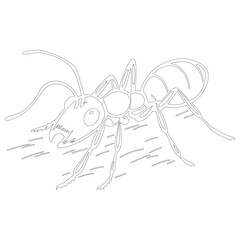 Simple outline drawing of a ant, perfect for coloring, crafting, and educational use