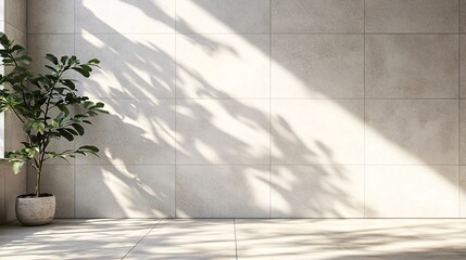 Natural light casting shadows on a minimalist indoor space with a potted plant
