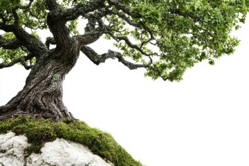 Naklejka premium Green tree stands on a rocky hilltop against a bright white background, showcasing nature's resilience in a minimalist setting