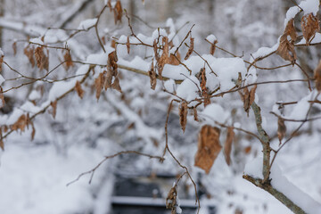 snow covered branches