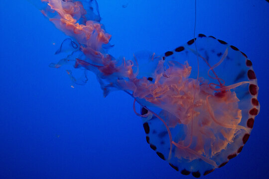 MEDUSA ROSADA CON GUINDA EN OCEANO AZUL