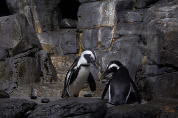Pareja de pinguinos blanco con negro sobre las rocas