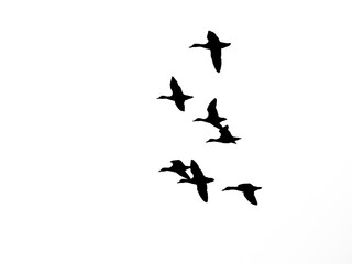 Black silhouettes of flying ducks on white background