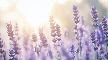 Fototapeta premium Sunlit lavender field at sunrise.