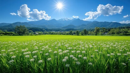 Fototapeta premium Lush green rice field with mountains and sun in a clear blue sky.
