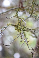 Moss-Covered Branch with Soft Background