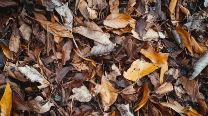  Close-up of fallen autumn leaves on forest floor. © musa
